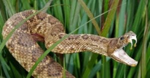 Homem é encontrado morto ao lado de cobra em lavoura no RS