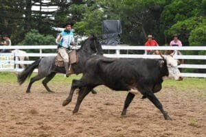 Organizadores celebram participação do público no primeiro dia do Rodeio Crioulo de Canela