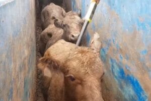 Navio com 19 mil gados do Brasil contamina Cidade do Cabo com “fedor inimaginável”