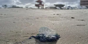 Caravelas-portuguesas e dragões azuis chamam a atenção de banhistas e exigem cuidado no Litoral Norte