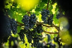 15ª Fenavindima de Flores da Cunha distribuirá cerca de 50 mil quilos de uva aos visitantes