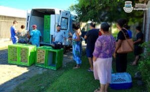 Cães e gatos: Mutirão de castração será realizado gratuitamente em Tramandaí 🐾👏
