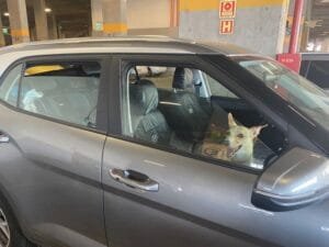 Cadela é encontrada trancada em carro no estacionamento da Arena durante Grêmio x São Luiz