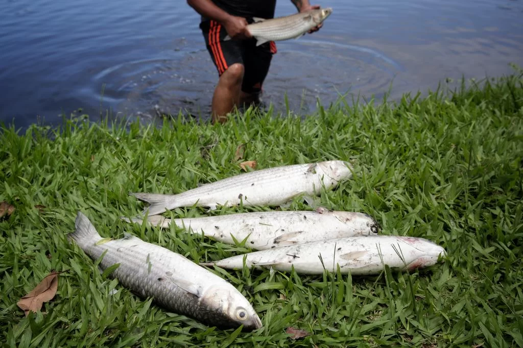 4916054_55e92dd66380ba7 Dezenas de peixes aparecem mortos no Lago do Braço Morto, em Imbé