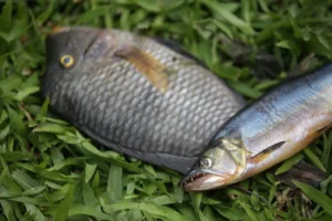 Dezenas de peixes aparecem mortos no Lago do Braço Morto, em Imbé