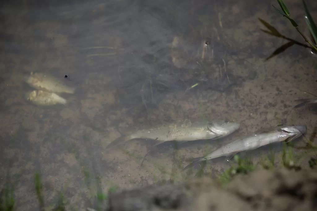 4916056_4cf0aa4b92f51ab Dezenas de peixes aparecem mortos no Lago do Braço Morto, em Imbé