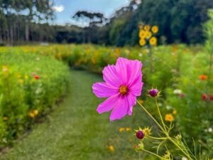 Mátria Parque terá Luau na Programação de Carnaval