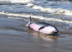 Baleia cachalote-anão encalha em Imbé