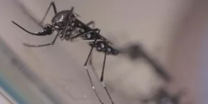 Rio Grande do Sul registra a oitava morte por dengue no ano