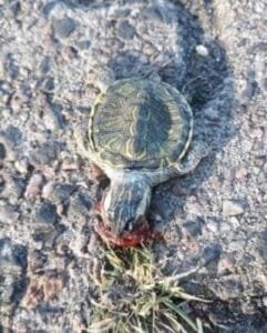 FREQUENTADOR REGISTRA FILHOTE DE TARTARUGA ATROPELADA NA LAGOA DO MARCELINO EM OSÓRIO