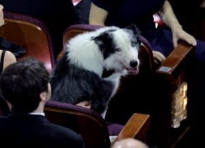 Messi, cachorro de “Anatomia de uma Queda”, movimenta a web ao aparecer “aplaudindo” vencedores no Oscar