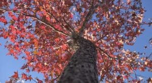 Outono começa nesta quarta-feira (20)