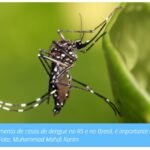 ATENÇÃO Dengue: confira 5 dicas para prevenir a doença