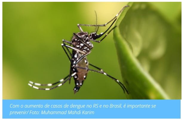 Com o aumento de casos de dengue no RS e no Brasil, é importante se prevenir/ Foto: Muhammad Mahdi Karim