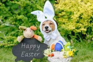 Alimentos da Páscoa que podem fazer mal para seu pet