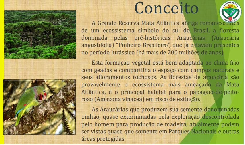 pinheiro-brasileiroo Comando Ambiental da BM alerta para punições em caso de colheita antecipada do pinhão