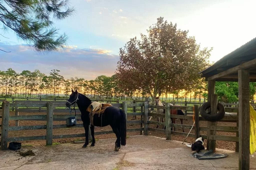 Conheça Shupim, o cavalo que levou Matteus às lágrimas no "BBB" 1 4944593 91dcb5c762a73ad