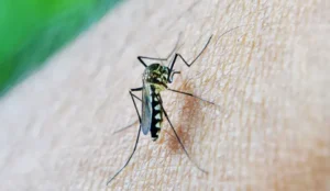 Brasil já tem mais de 3 milhões de casos de dengue em 2024