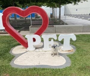 Encontro solidário de Pugs ocorre neste domingo em Caxias do Sul