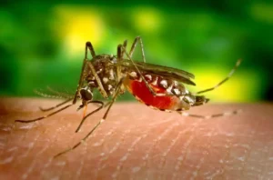 Brasil passa de 2 mil mortes por dengue em 2024