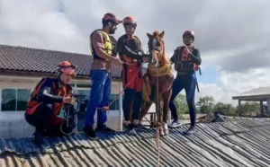 Cavalo Caramelo ganha dezenas de perfis na internet quase uma semana após ser resgatado no RS