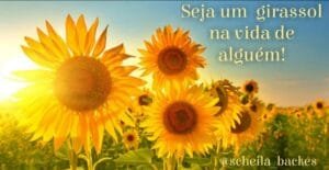 Mensagem do dia: Os Girassóis