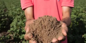 Estado levará anos para recuperar fertilidade de solo destinado a grãos