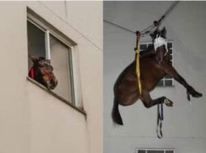 Vídeo: Cavalo resgatado depois de ficar 10 dias no terceiro andar de um prédio no bairro Campina, em São Leopoldo, RS