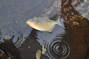 Palometa é avistada em rua do bairro Auxiliadora, em Porto Alegre