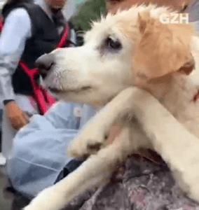 Cachorro “nada” no ar após ser retirado de enchente em Canoas