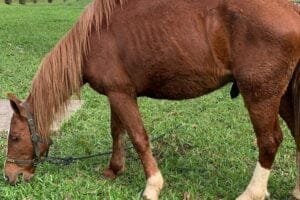 Cavalo Caramelo continuará vivendo no Hospital Veterinário da Ulbra por tempo indeterminado