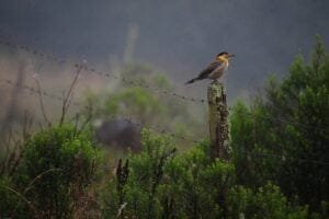 Sexta-feira será de sol em todo o RS; temperatura segue baixa e há chance de geada