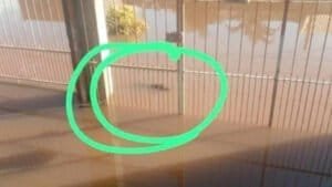 SUSTO: Jacaré é visto em rua alagada por enchente em Porto Alegre