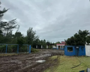 Xangri-Lá se organiza para receber animais resgatados das enchentes