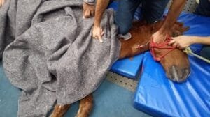 Veja como e onde doar para abrigos de animais resgatados da enchente no RS