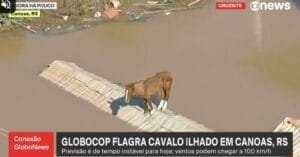 Cavalo fica ilhado em cima do telhado de casa no RS; VÍDEO
