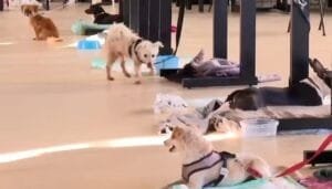 Como funciona abrigo no Rio Grande do Sul que tem sala para animais de estimação