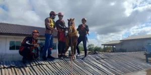 Vídeo: Veja o resgate do Cavalo “Caramelo”, que estava em cima de telhado em Canoas, RS