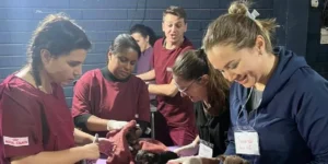 Xuxa, Angélica, Whindersson Nunes e outros artistas unem-se em iniciativa em prol dos animais resgatados das enchentes do RS