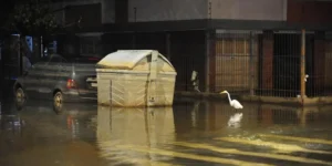 Garças e correntenza: Água volta a invadir a avenida Praia de Belas, em Porto Alegre