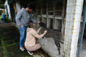 Oitenta cães e gatos vítimas de maus-tratos ou resgatados das enchentes são adotados em Porto Alegre