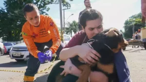 Parasita atinge cães resgatados das enchentes no Rio Grande do Sul