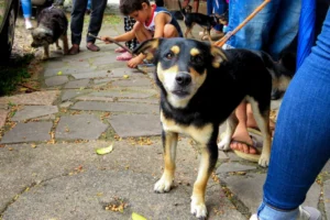 Leptospirose canina; Saiba como proteger o seu pet e evitar a transmissão para humanos