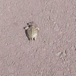 Filhotes de Tartarugas atropelados são vistos na Lagoa do Marcelino em Osório