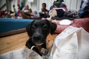 App ajuda a identificar tutores de cães e gatos resgatados durante a enchente em Porto Alegre