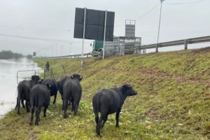 O que a água não levou, foi saqueado”, diz produtor que perdeu 170 búfalos na enchente