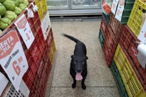 Cachorro abandonado durante a enchente é acolhido em mercado de Alvorada, mas precisa de adoção