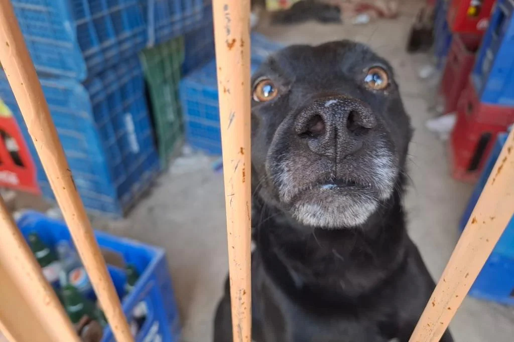 Cachorro abandonado durante a enchente é acolhido em mercado de Alvorada, mas precisa de adoção 1 4981649 cf3f06488f72eb1