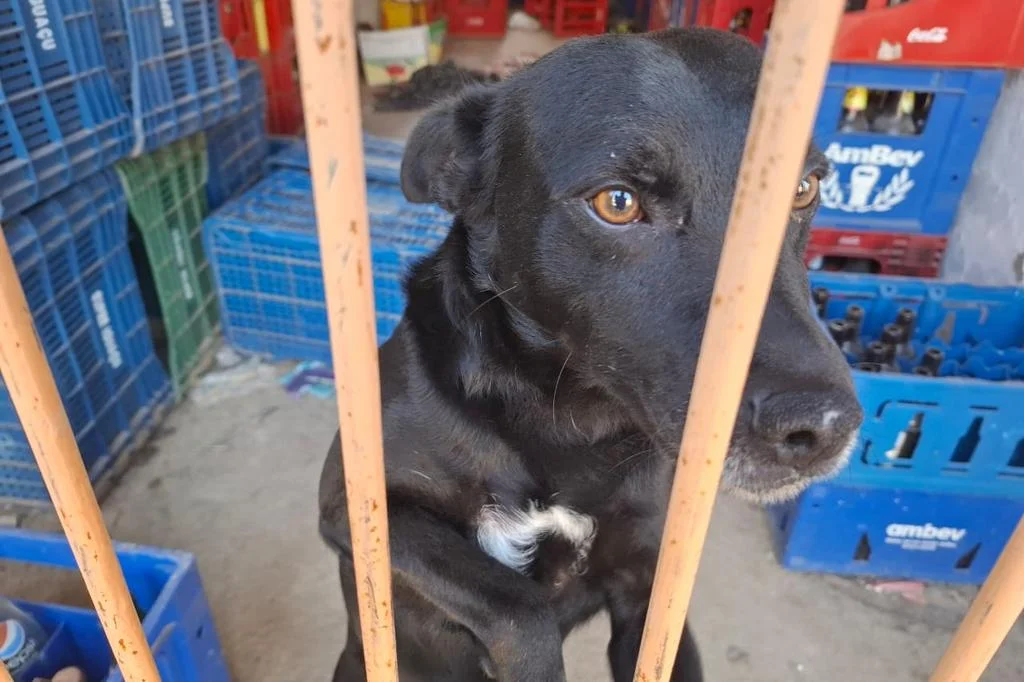 Cachorro abandonado durante a enchente é acolhido em mercado de Alvorada, mas precisa de adoção 4 4981653 4ba2ba54e259b28