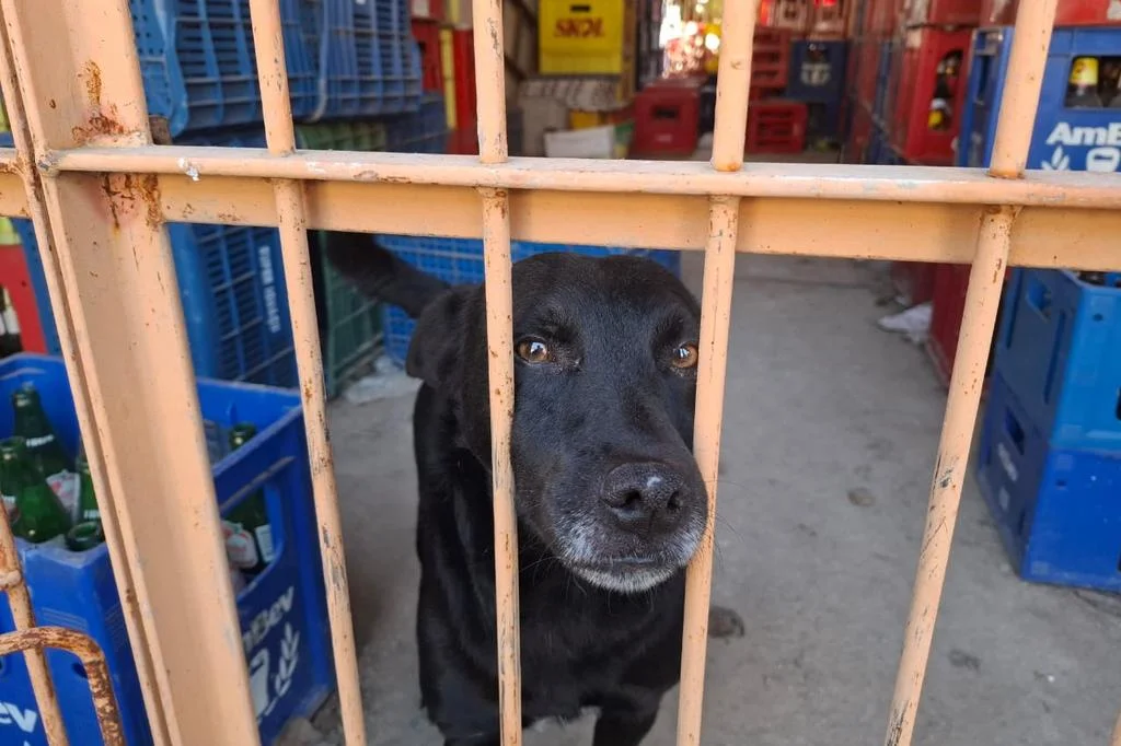 Cachorro abandonado durante a enchente é acolhido em mercado de Alvorada, mas precisa de adoção 3 4981654 641af167f22447b 1